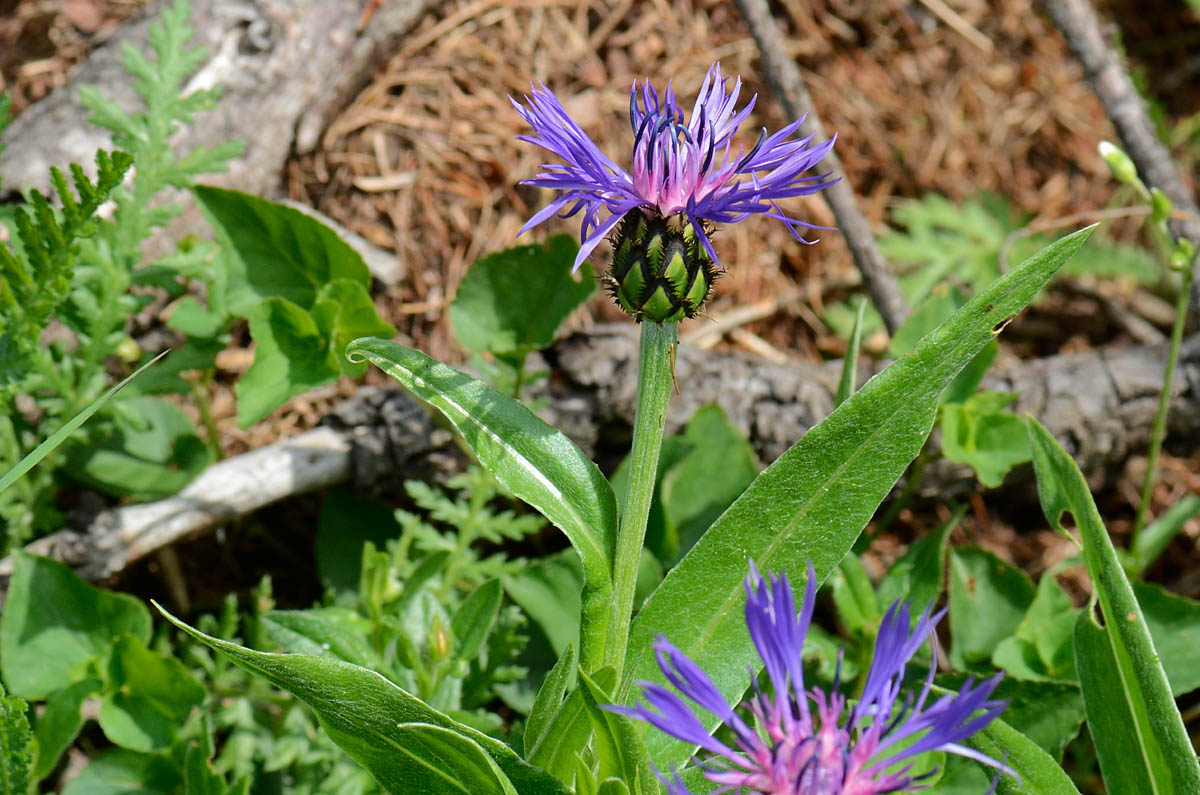 Centaurea montana / Fiordaliso montano